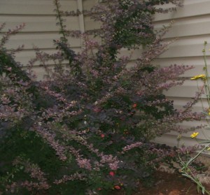 In the corner where the family room juts out of the long expanse of the ranch sits a purple barberry, also protected. Ugh, I thought, I hate that prickly barberry bush.