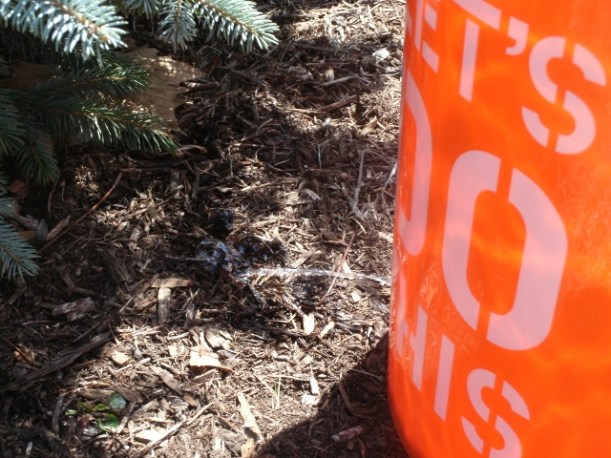 Water releases slowly from a 5-gallon bucket, thoroughly watering the roots of a small shrubs and young plantings. 