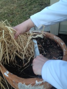 Use a serrated bread knife to cut back ornamental grasses. To make the process easier, first tie a string around the grass to hold it in place.
