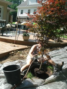 Installing a Japanese maple.
