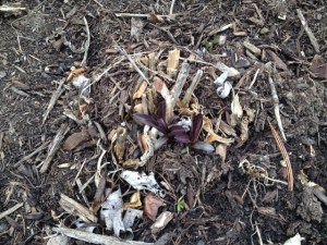 Early leaves of tall garden phlox push their way through. 