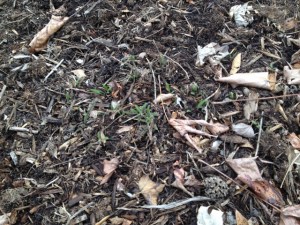 The "Oertel's Rose" yarrow is starting to creep.
