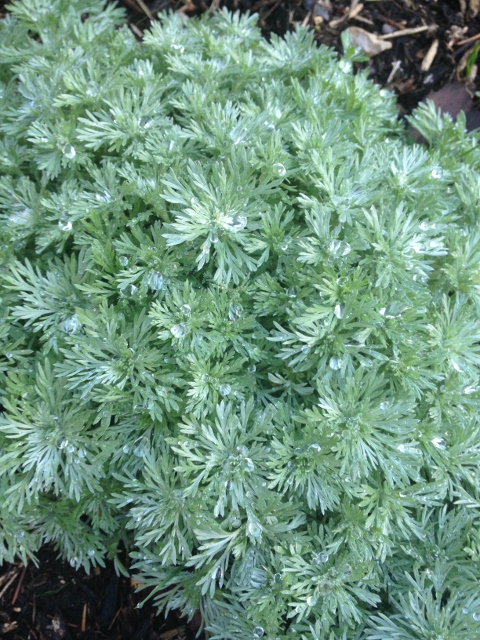 This silver mound is vigorous and hardy and is a wonderful groundcover at the edge of the patio bed.