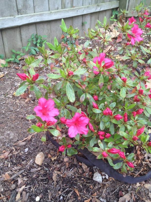 I am glad to see this shrub blooming. I see azaleas all over St. Louis and really like them, but have a hard time growing them. I plan to move my azaleas to a new location this fall in the hopes that a new spot will be better