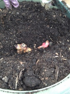 After adding potting soil, we placed a couple of the bulbs into the pot, covered with remaining soil and will look forward to seeing the canna's progress on the next visit to the lake