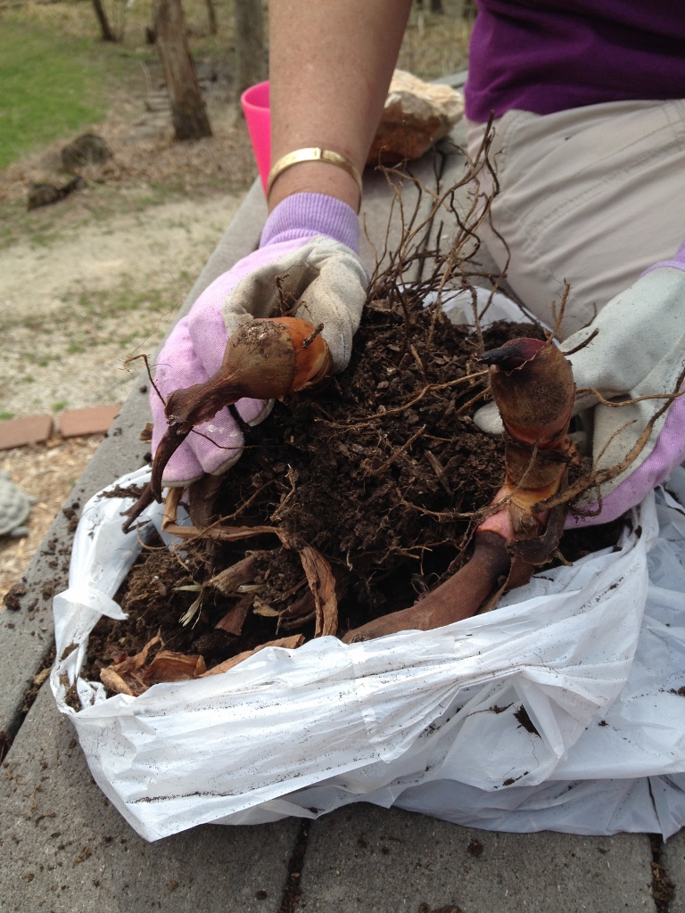 The bulbs were over-wintered in soil in a plastic bag in the basement.