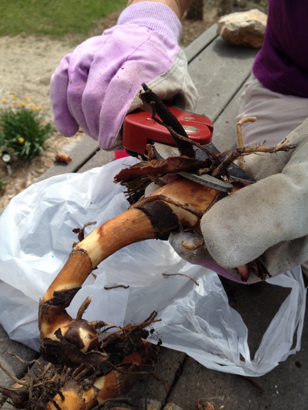 We then began to trim the dead roots off the bulb as well as any spongy, dead plant material so that we are left with a clean bulb for planting