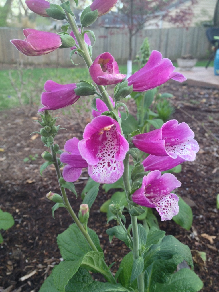 A newcomer to the garden, I love the "freckles" on this guy.