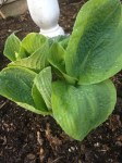 I moved my Frances William hostas because they were getting too much sun. The new spot has morning sun and afternoon shade. I love  the way this plant unfolds as it comes out of the ground