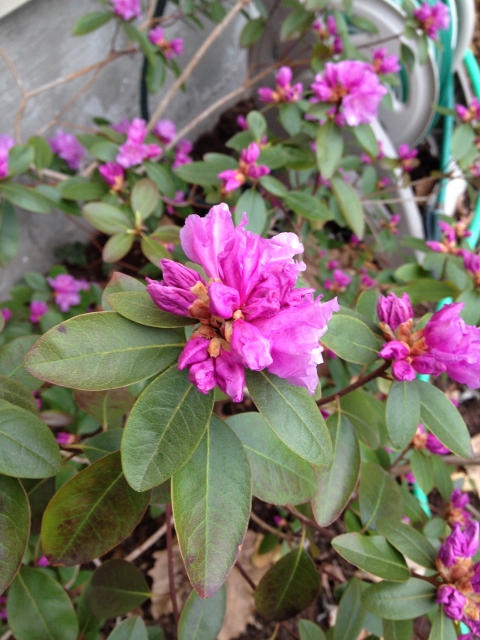 The rhododendron got the worst of the winter and suffered lots of leaf scorch. It's blooms are beautiful though.