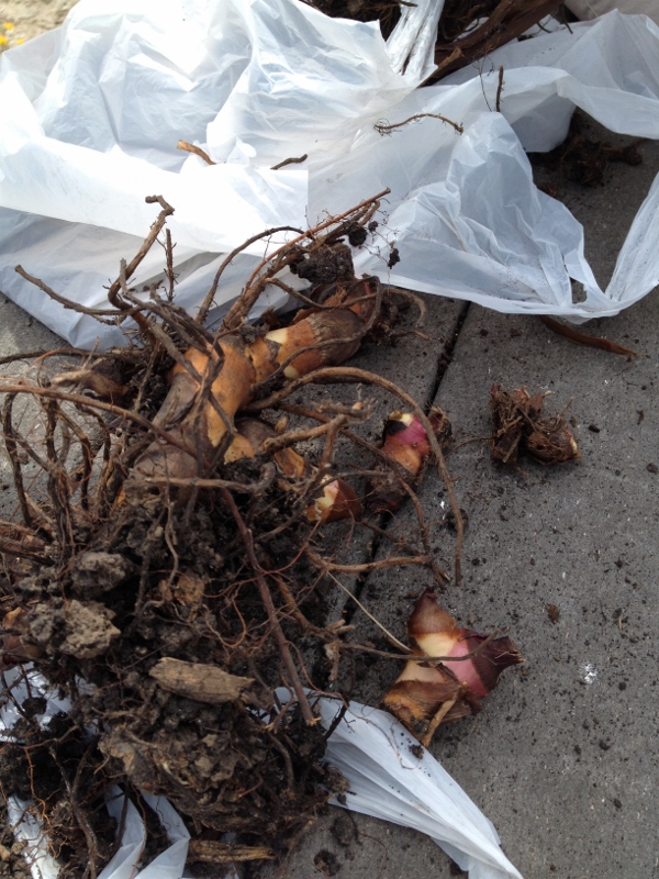 This is what the bulbs look like after much of the soil is removed