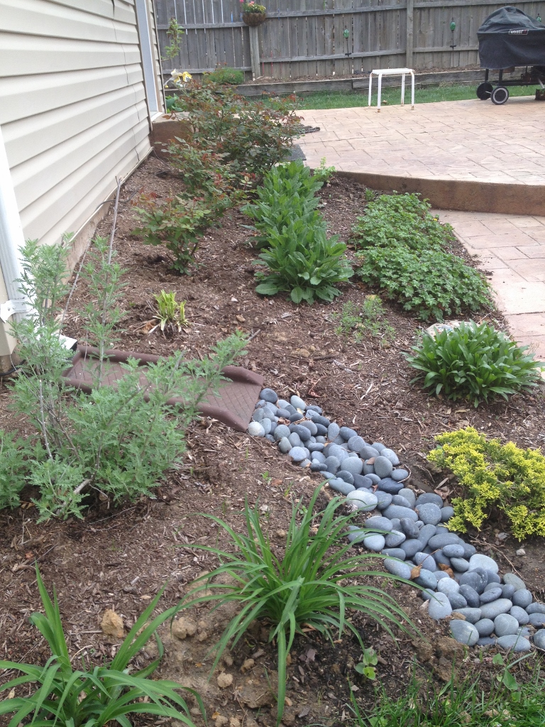 Mother Nature is not the only one who has been busy. I have added the rocks to better direct the drainage from the downspout, cleaned out the bed and trimmed the roses. I have added a few plants as well, although the vast majority are perennials planted over the past three years.