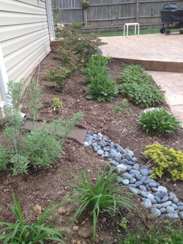 Mother Nature is not the only one who has been busy. I have added the rocks to better direct the drainage from the downspout, cleaned out the bed and trimmed the roses. I have added a few plants as well, although the vast majority are perennials planted over the past three years.