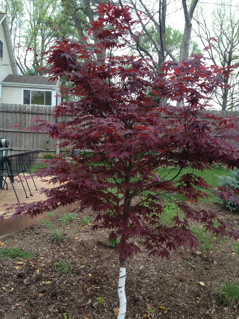Bloodgood Japanese Maple was the centerpiece of my gardens and the first specimen I planted in 2012. In fact, it was the first tree I had ever planted. During spring the leaves seem to change color daily.