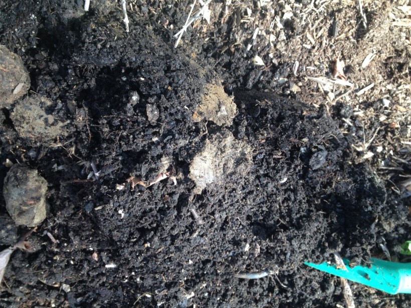 Can you spot the clay soil in this sample? Hint: It's the stuff that looks like meatballs.