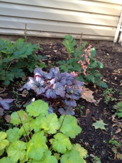 I have concentrated on planting in the sunny spots in the yard but have found a few shady areas to fil lin.