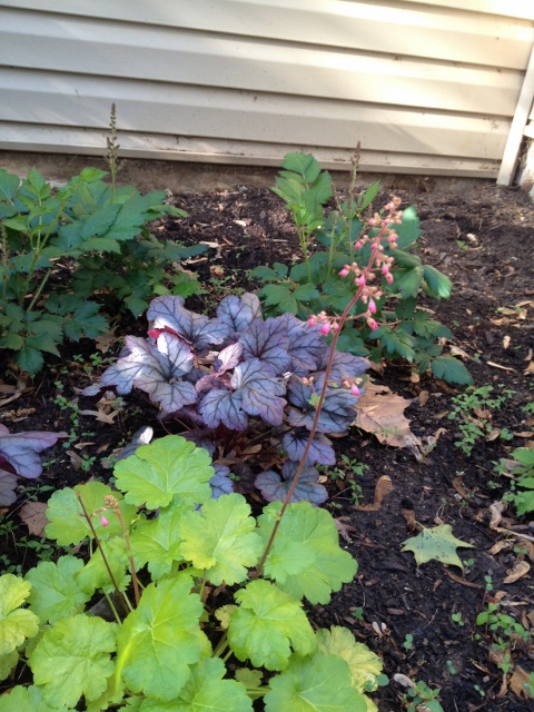 I have concentrated on planting in the sunny spots in the yard but have found a few shady areas to fil lin.