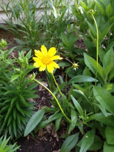This variety of coreopsis blooms all summer but requires a bit of maintenance trimming off the spent blooms. 