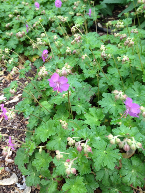 cranesbill (600x800)