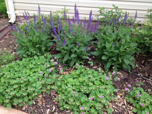 family room bed in May
