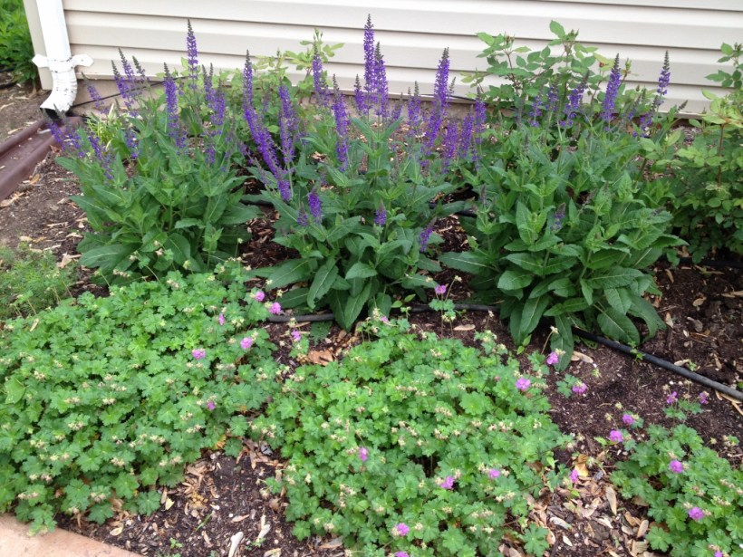 family room bed in May