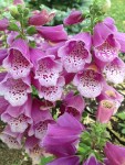foxglove