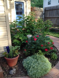 The soft velvety texture of artemisia, seen here creeping on the edge of the patio almost cries out to be touched. 