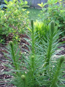 Right now the Kobold does not need staking. This is the second summer for it in the garden.