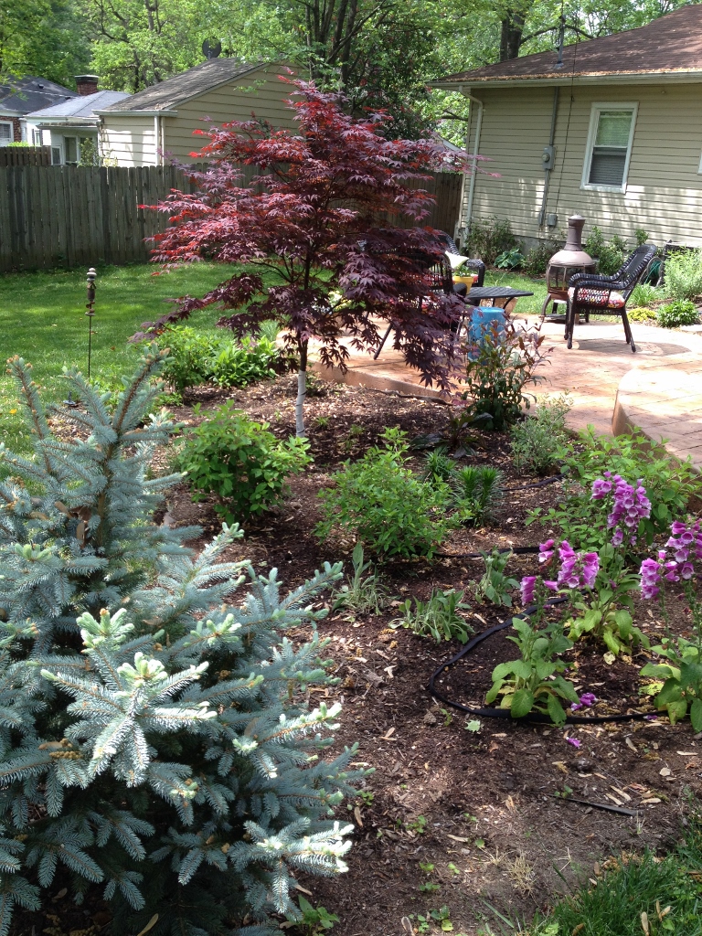 The newly planted foxglove provided lots to look at as the garden got under way in spring. I love the maroon shades of the maple with the blue of the spruce