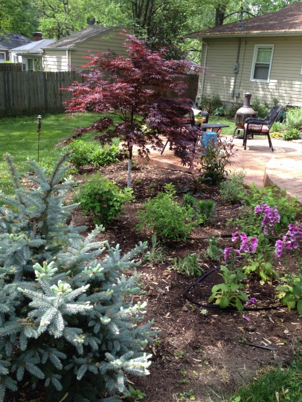 The newly planted foxglove provided lots to look at as the garden got under way in spring. I love the maroon shades of the maple with the blue of the spruce