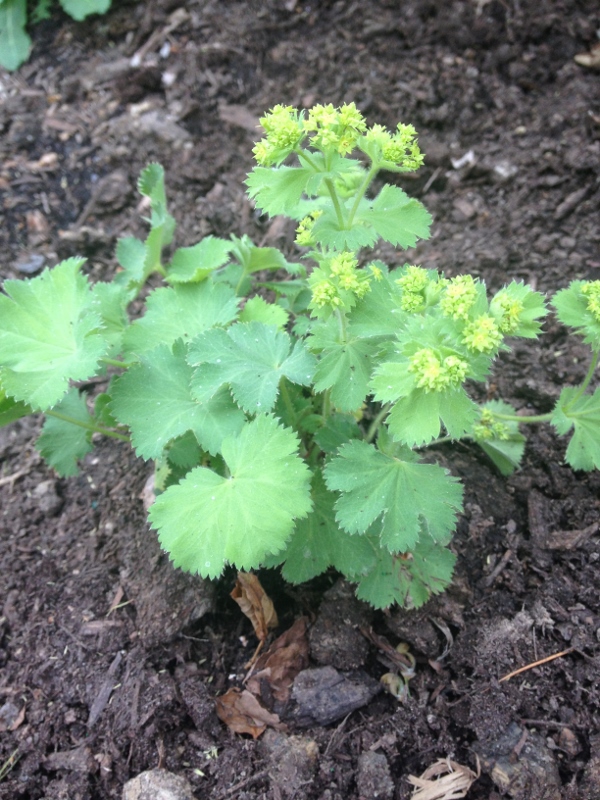 lady's mantel april 2014