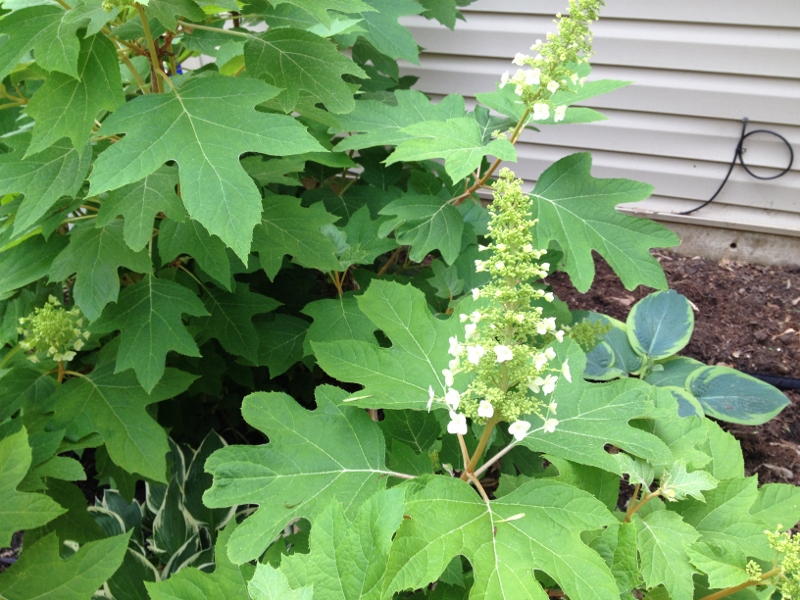 The Oakleaf hydrangea "Alice" begins to bloom.