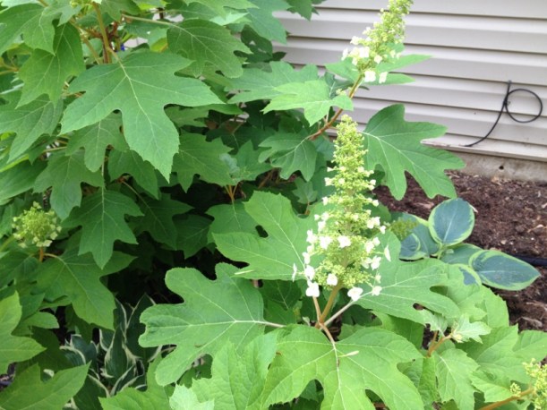 The Oakleaf hydrangea "Alice" begins to bloom.