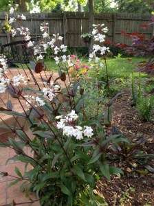 I under-estimated just how many plants I will need and how long it will take to fill in this bed.