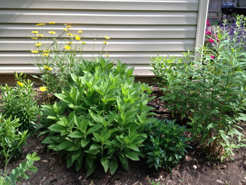 The black eye Susan here in front of the yellow coreopsis, love this location. Other sun lovers include monarda, tall garden phlox, lily and Russian sage.