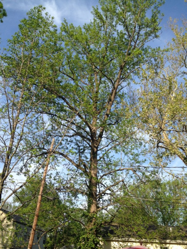 Sweet-gum trees abound in my neighborhood. This one towers over my yard. At maturity, they can be 100 feet tall. I think this one is mature.