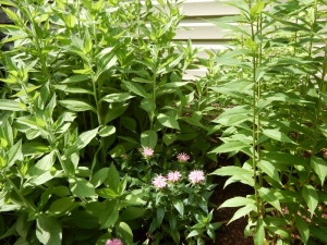 The young beebalm "Pardon My Pink" is dwarfed by black-eyed Susan on the left and tall garden phlox on the right. 