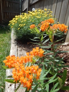 A nice color combination of yellow coreopsis and orange butterfly milkweed. Growing behind the milkweed is canna, a new addition this year  to the fence garden bed.