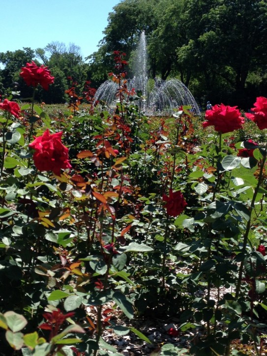 cbus roses and fountain