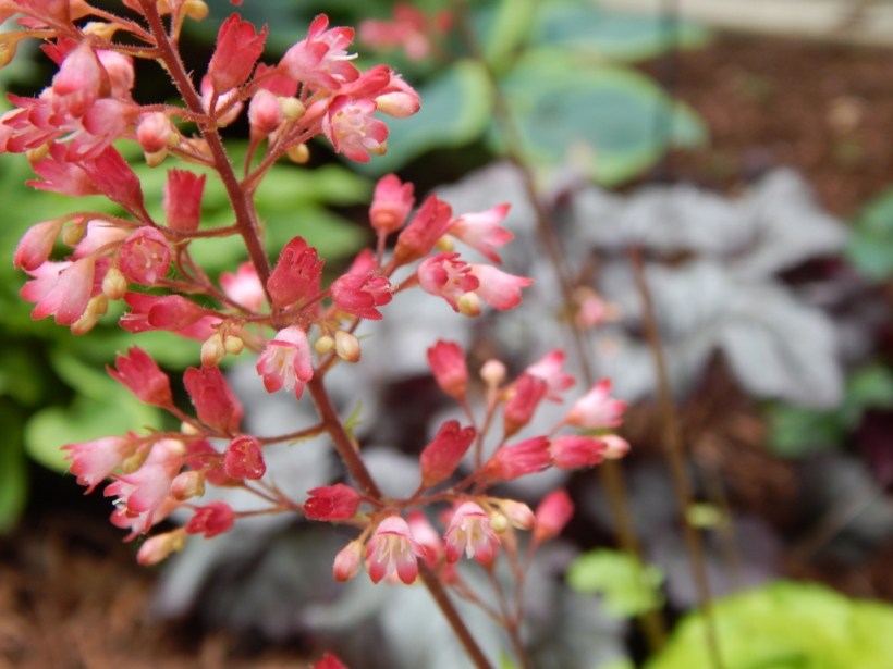coral bell bloom (1024x768)