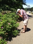 The Rose Park speaks to strollers, photographers, painters and garden lovers.