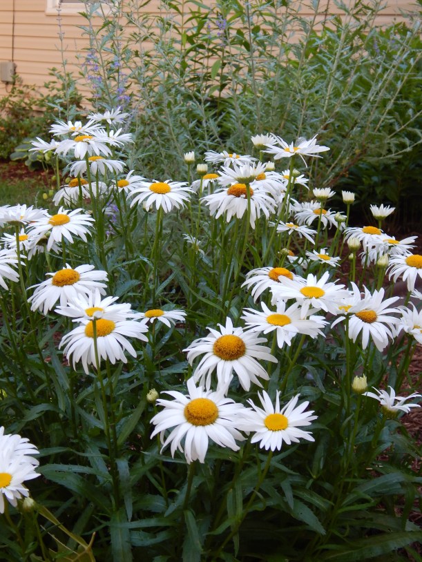 The sunny yellow eyes of "Amelia" Shasta daisy mix well with the soft tones of Russian sage. 