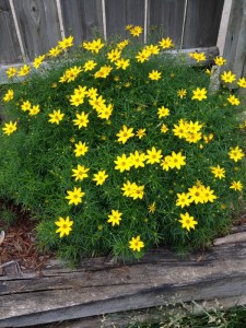 moonbeam coreopsis (600x800)