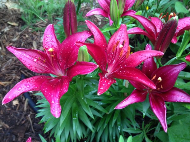 Oriental lilies after the rain (1280x960)