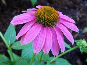 Echinacea purpurea "PowWow Wild Berry" coneflower.