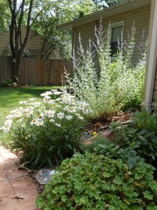 The Russian sage nearly glows in the afternoon sun.