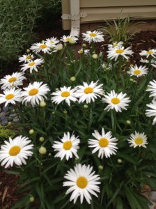 Shasta daisy in bloom