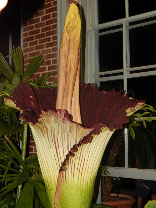 Known as the Corpse Flower and affectionately named Izzy by the Missouri Botanical Garden Staff, this arum's bloom is short lived and its fragrance is memorable.