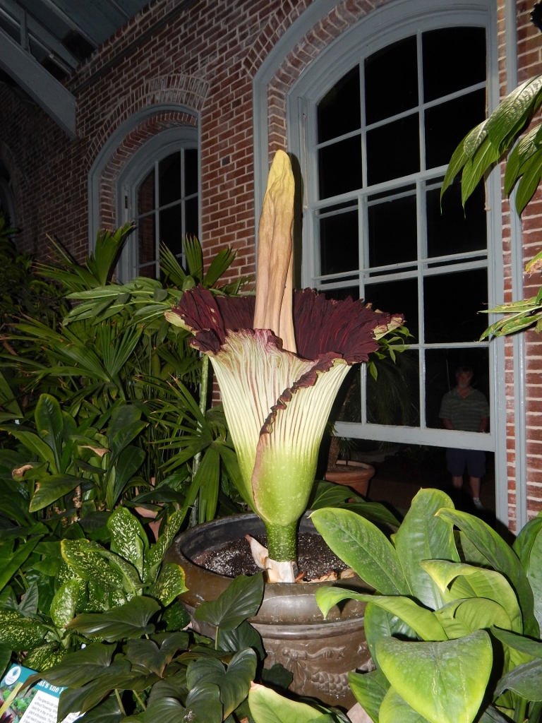 The titan arum was at peak bloom at midnight.