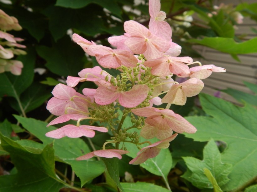 Oakleaf pink (1024x768)